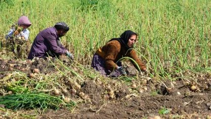 Soğan Hasadı Başladı:Çiftçinin Fiyat Beklentisi Ne?