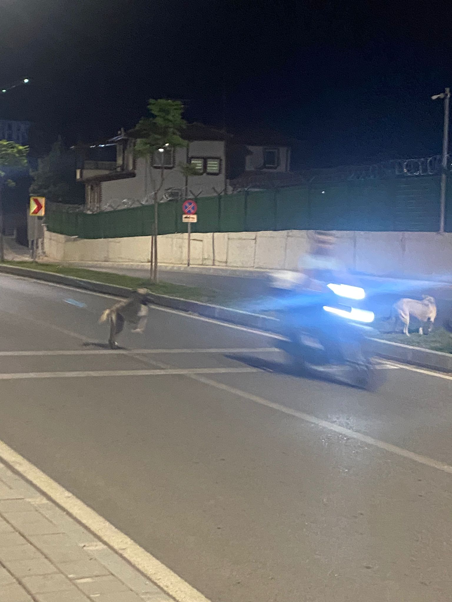 Bu Köpekleri Toplayın!