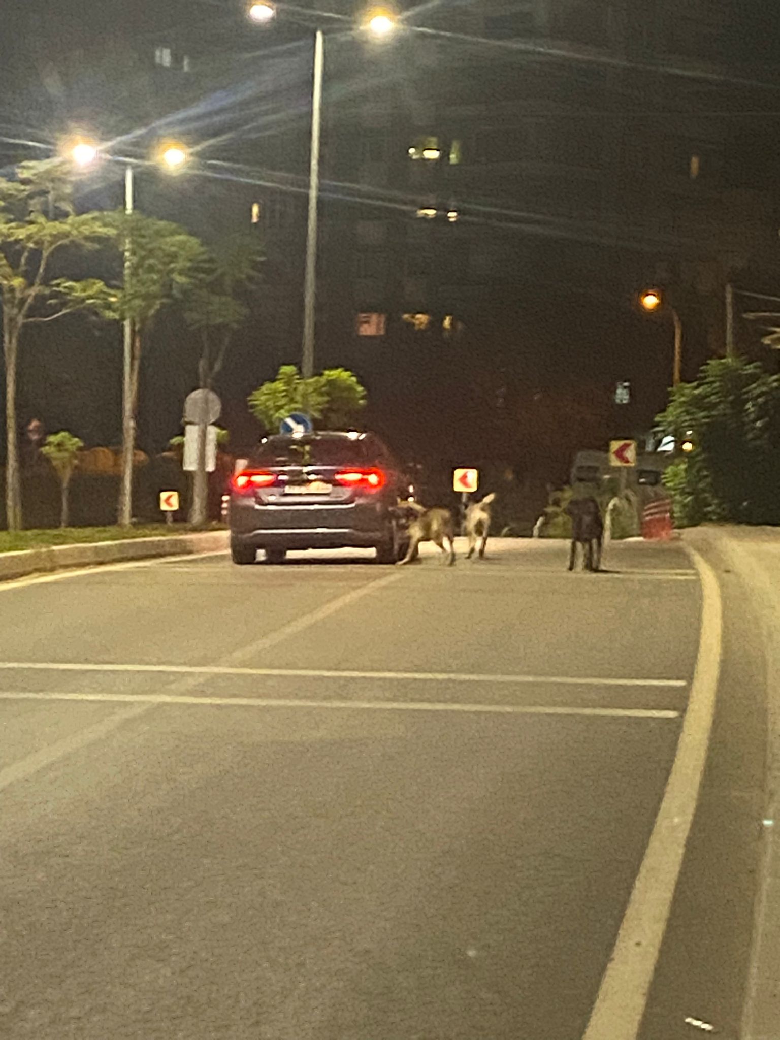 Bu Köpekleri Toplayın!