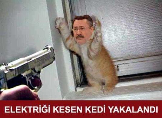 Elektrik kesintilerinin sebebi: Kedi Lobisi
