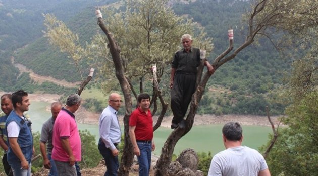 15 bin yabani zeytin ağacı aşılandı