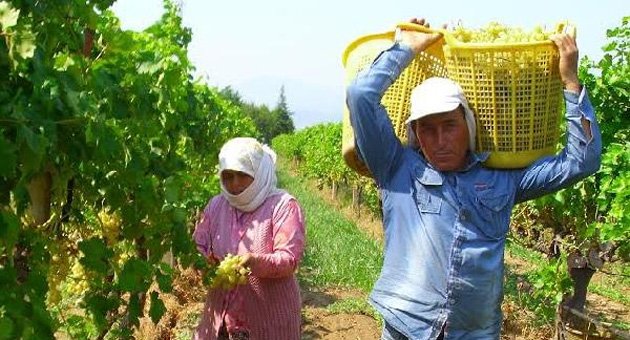 2014'te 280 milyon liralık üzüm ihracatı