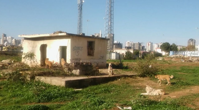 Köpek dehşeti!