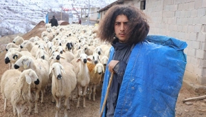 300 koyunun çobanı üniversite mezunu bir genç