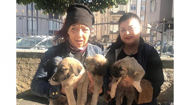 Adana’da 2 yavru köpeğin işkenceyle ayakları kırıldı