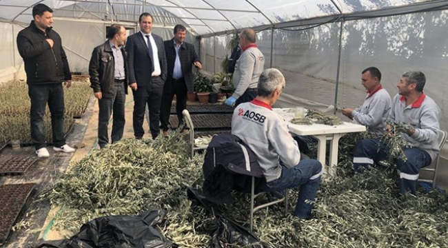 Adana’da 30 bin Gemlik zeytin fidanı yetiştirilecek