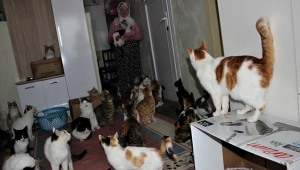Bir evde tam 58 kedi