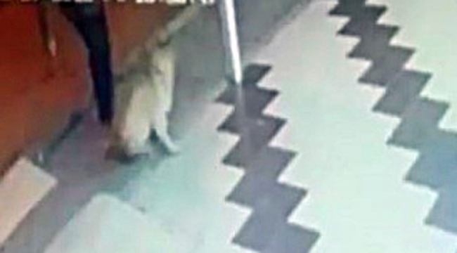 Hayvan şiddeti bitmiyor
