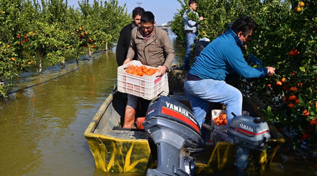 Kayıkla mandalina hasadı