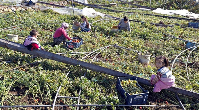 Çiftçiler hortum afetini sosyal medyadan paylaştı
