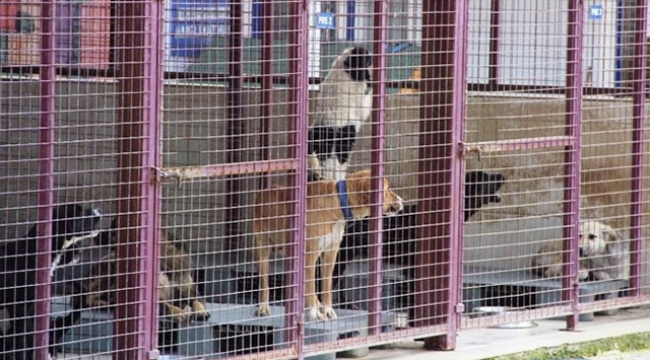 Hayvan Barınağını Basan Kadın 100 Köpeği Serbest Bıraktı