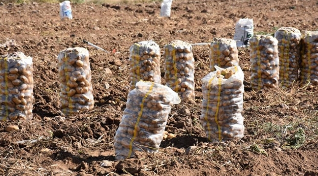 Patates ithalatında yeni dönem