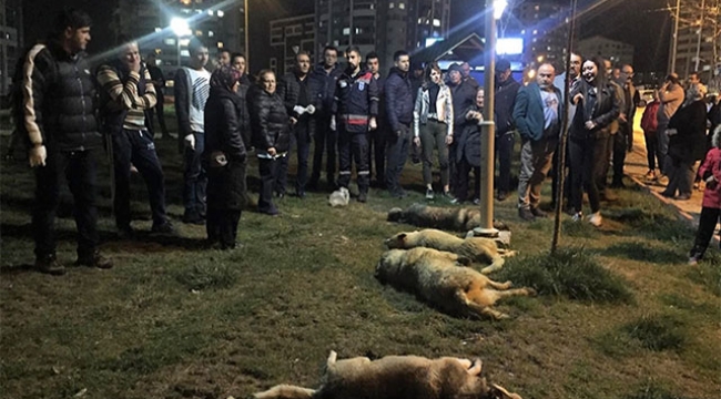 16 köpeği katleden zanlılar serbest bırakıldı