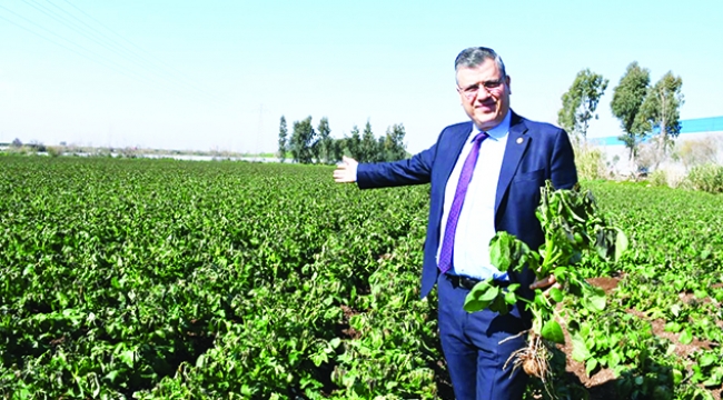 Barut: Patates üreticilerine darbe vuruluyor