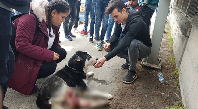 Çarptığı köpeğin başında dakikalarca bekledi