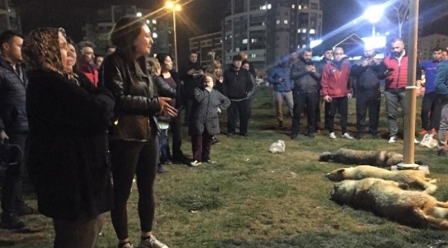 Hayvanlara insanlık zulmü!