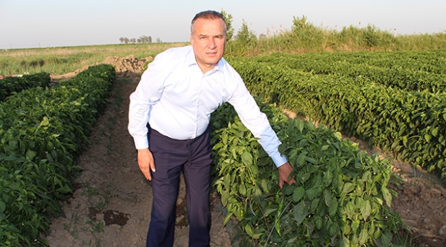 Çukurova’nın ilk salça fabrikası Tuzla’ya kuruluyor