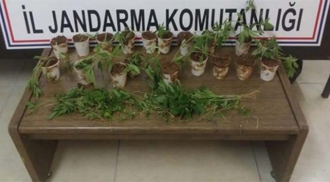 Ormanlık alanda kenevir ektiler