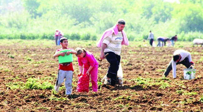Patates tarlasına hücum