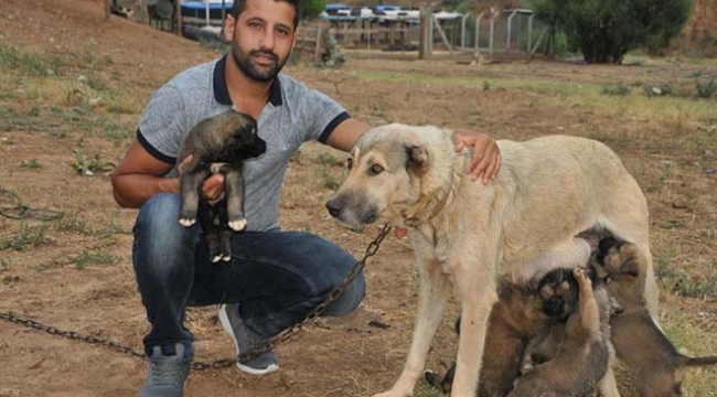 Sel sularına kapılan 6 köpek yavrusunu kurtardı
