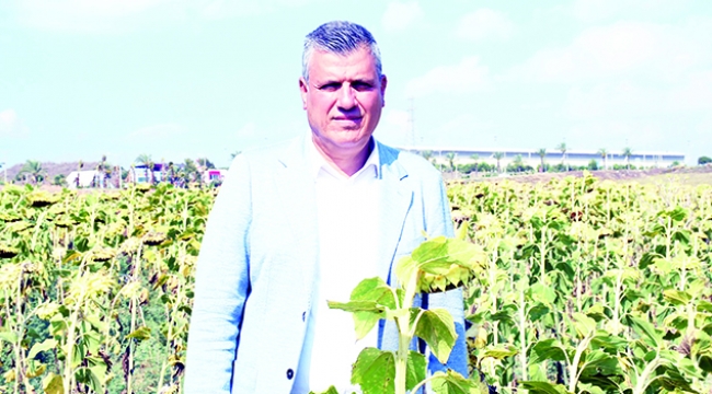 "Ayçiçeği üreticisinin mağduriyeti giderilsin"