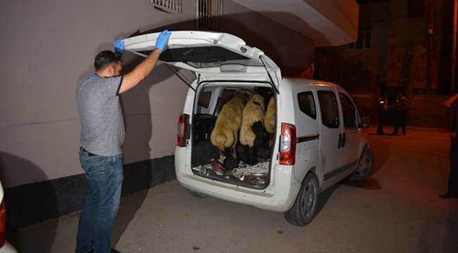 Çaldıkları koyunları bırakıp kaçtılar