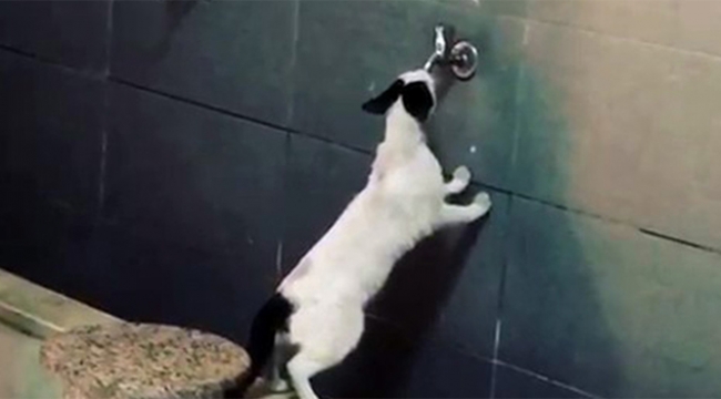Sıcaktan bunalan kedi şaşırttı