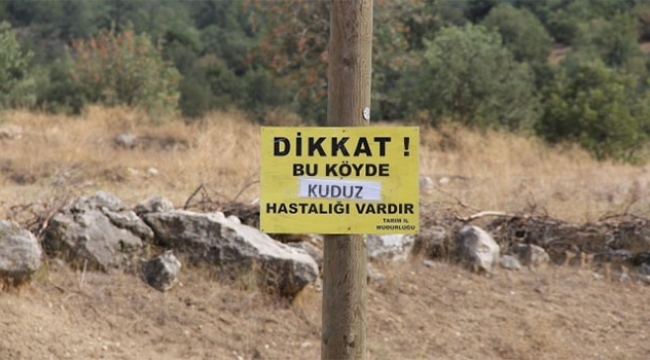 Köyde kuduz paniği