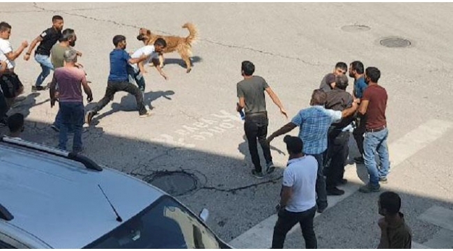 Pompalı tüfekle dehşet saçtı
