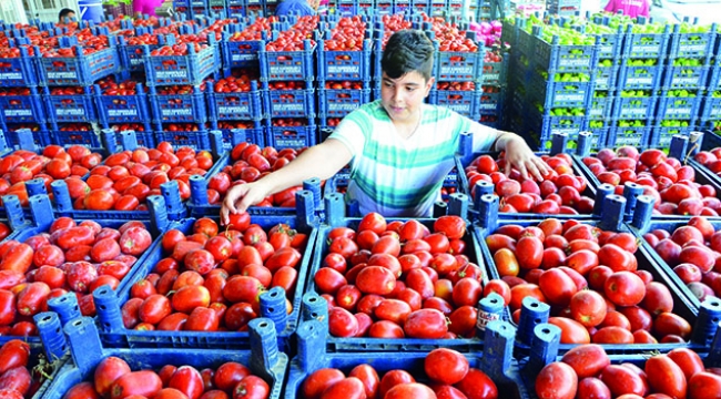 Domates kabzımalların elinde kaldı
