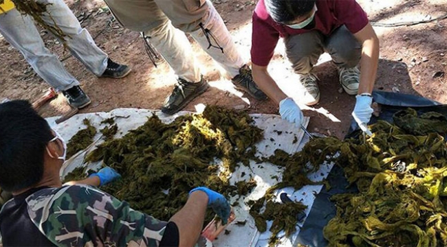Geyiğin midesinden 7 kilo çöp çıktı