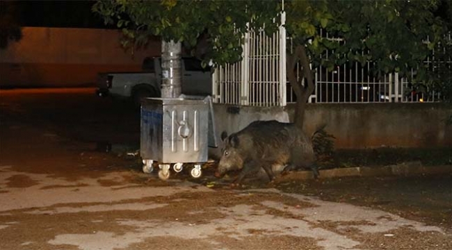 Aç kalan yaban domuzu Adana’da şehre indi