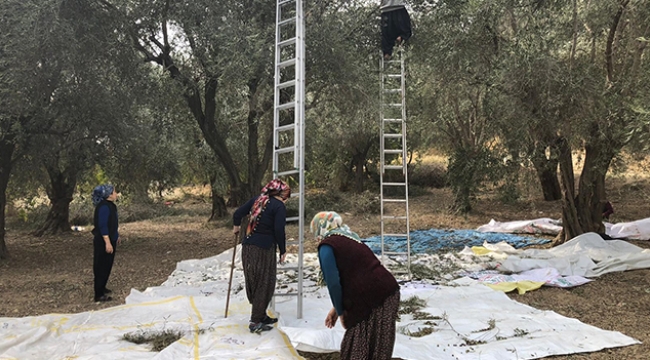 Yağlık zeytinde hasat mesaisi