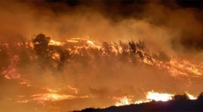 Adana'da orman yangını