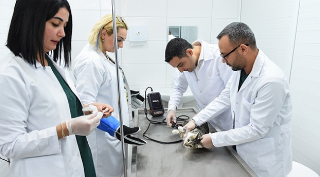 710 sokak hayvanı kısırlaştırıldı