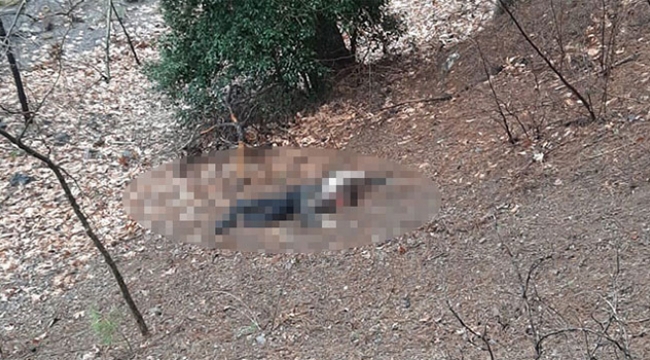 Kuma olmayı kabul etmedi öldürüldü