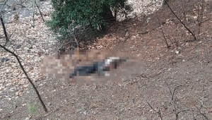 Kuma olmayı kabul etmedi öldürüldü