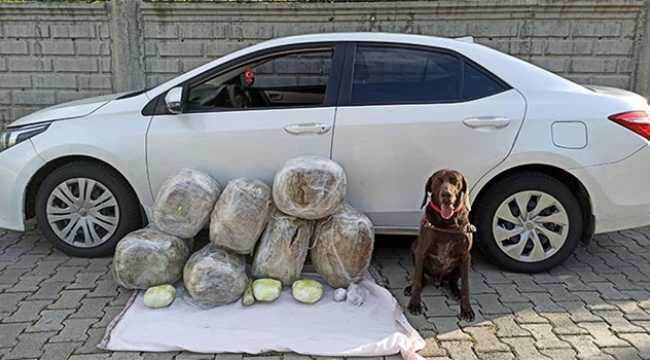 62 kilo esrar ele geçirildi