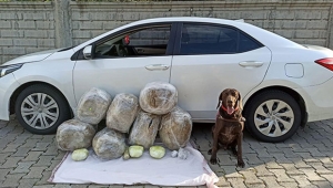 62 kilo esrar ele geçirildi