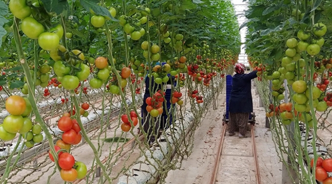 Tarımsal üretim kesintisiz sürüyor
