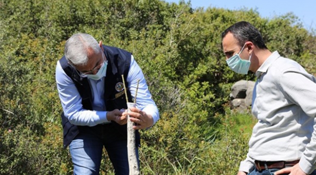Yabani zeytin ağaçları ekonomiye kazandırılıyor
