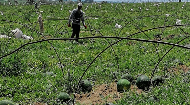 Adana’da karpuz hasadı başladı