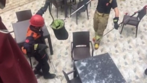 Şehrin göbeğinde yılan paniği