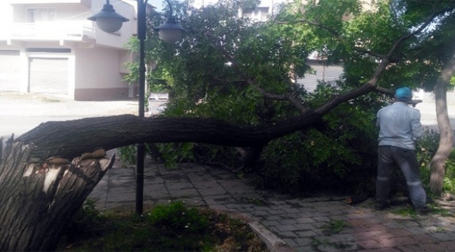 Şiddetli fırtına ağaçları devirdi