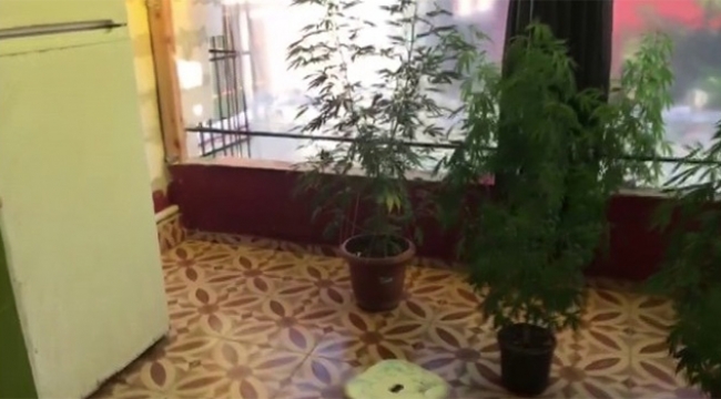 Balkondan 11 kök kenevir, 45,75 gram esrar çıktı