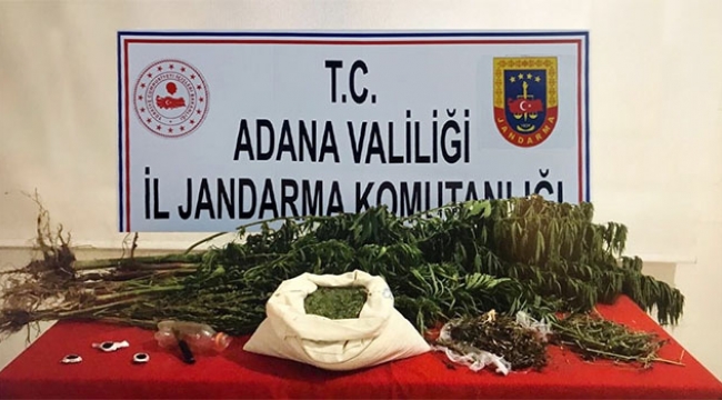 Yazlık olarak kullanılan evde esrar ele geçirildi