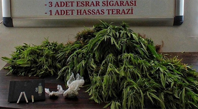 Bahçesinde kenevir yetiştiren şahıs tutuklandı