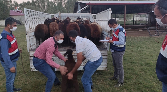 Çaldıkları hayvanları akrabalarınasattılar