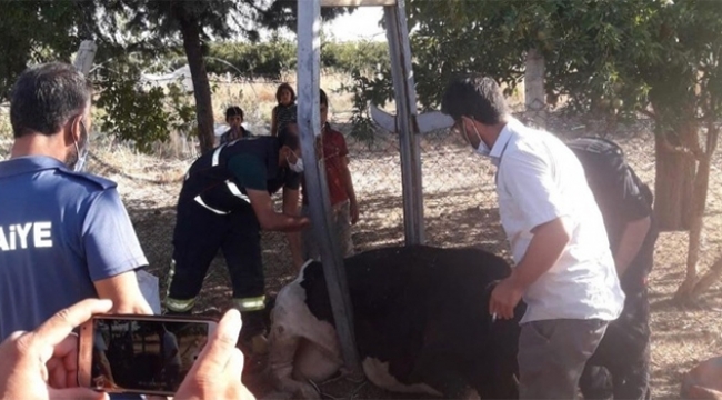 Elektrik direğine sıkışan ineği itfaiye kurtardı