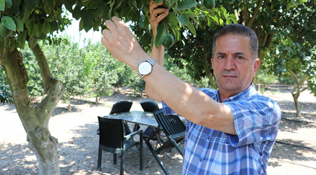 Limon hasadı başladı
